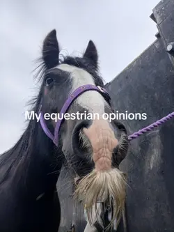 Equestrian oppinions