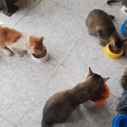 Makan
