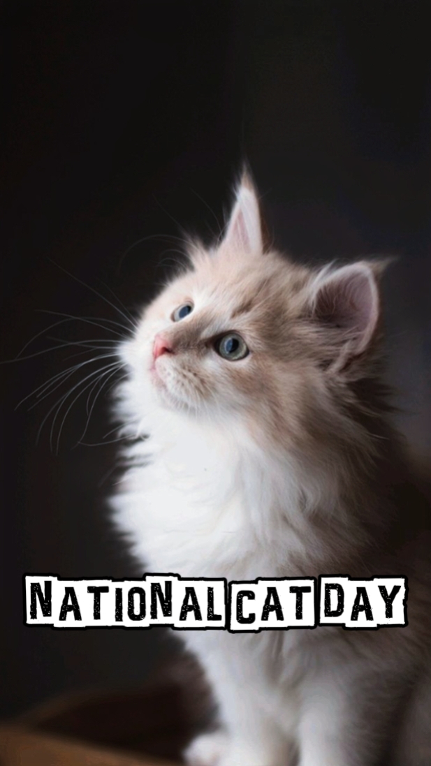 Dia Nacional do Gato
