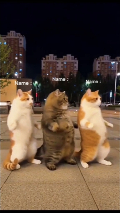 Tendencia del Gato Bailarín
