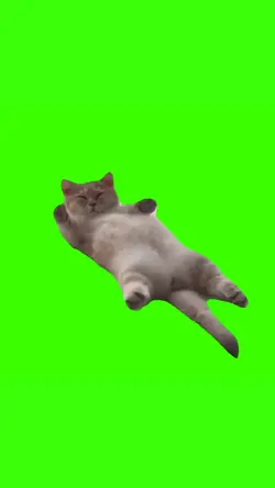Sleeping Cat Meme
