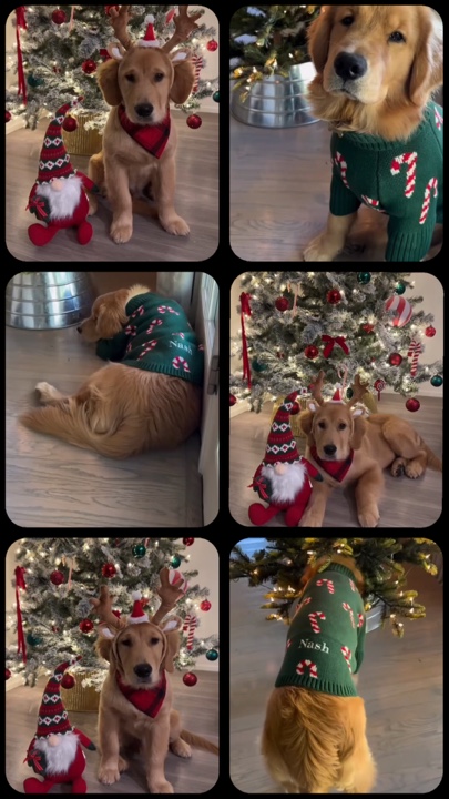 Christmas pet