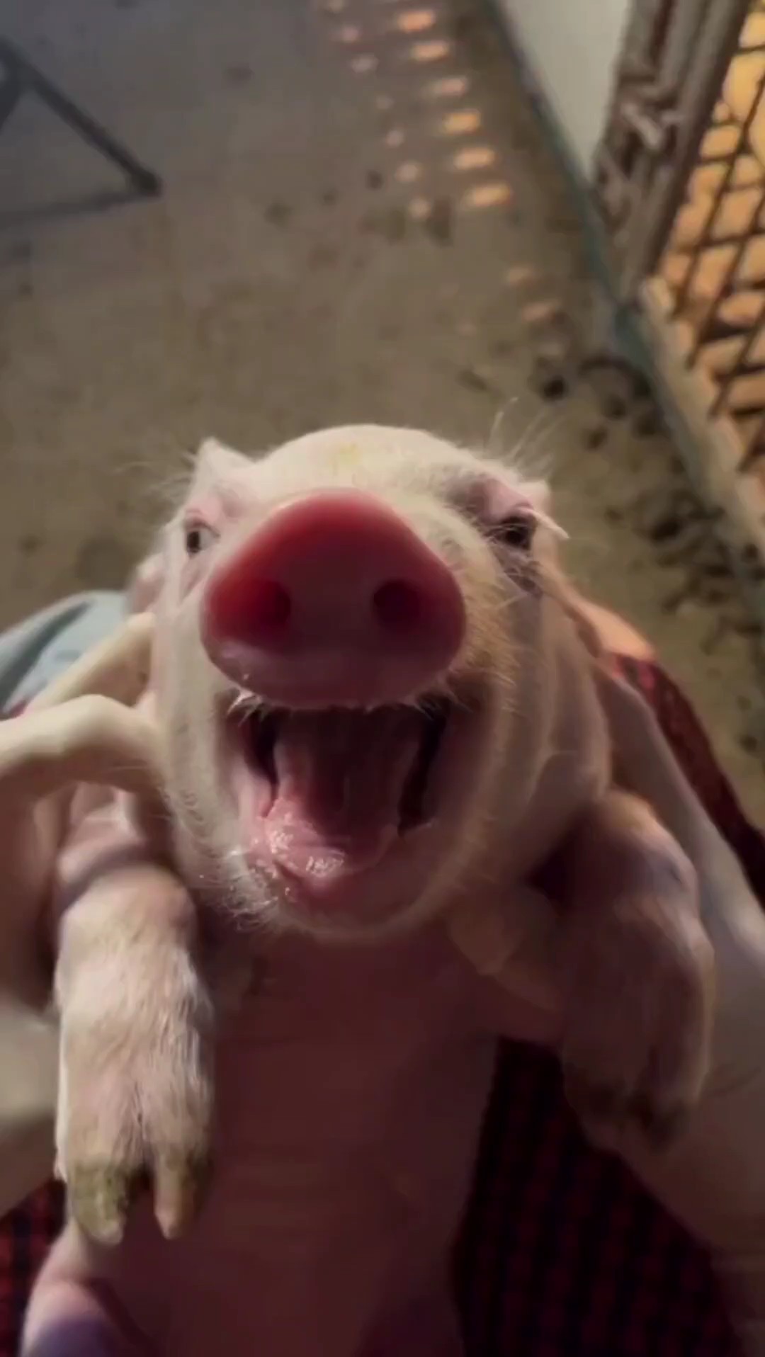 Mème drôle de cochon