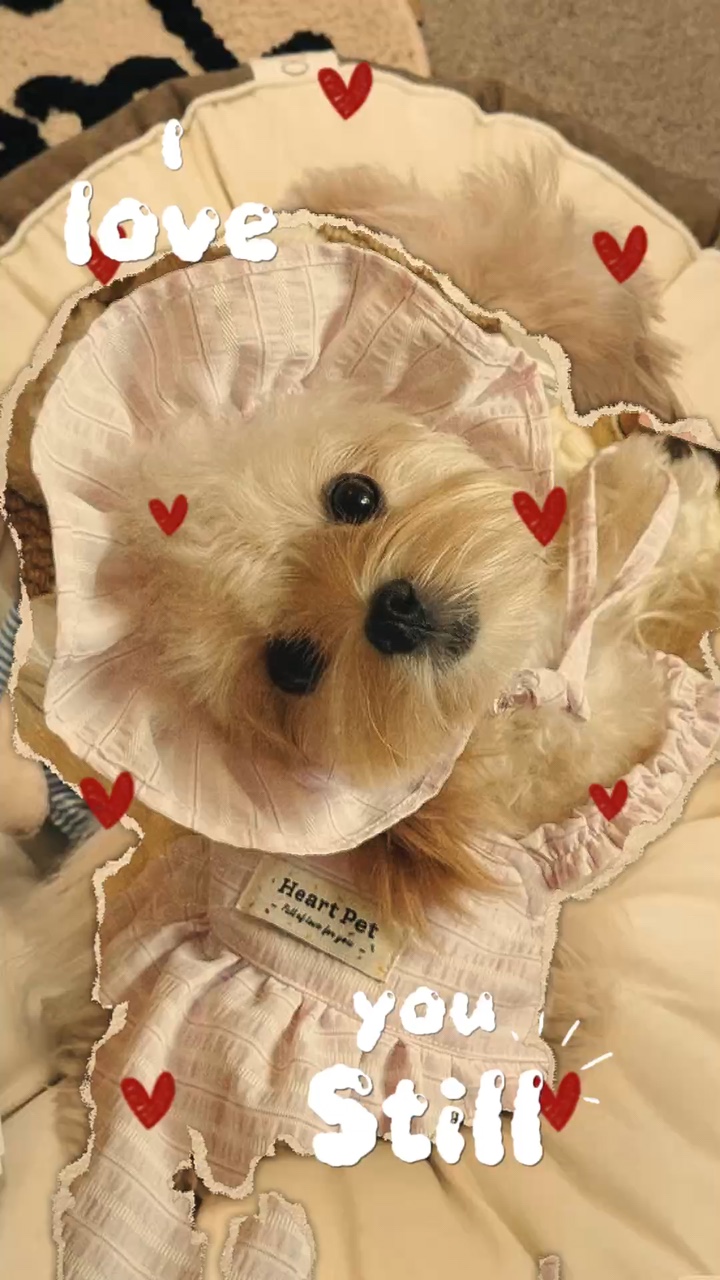 köpeğim kesik 🍓