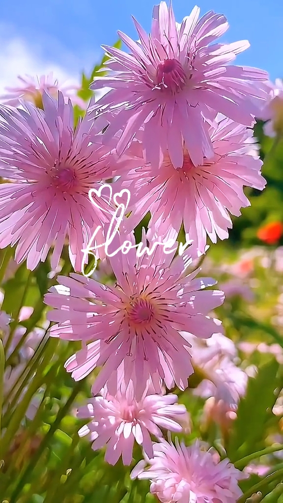 flower 