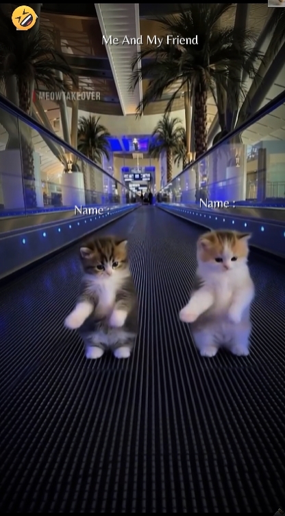 Kucing Lucu