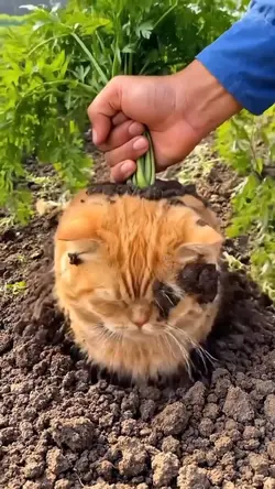 Catroot