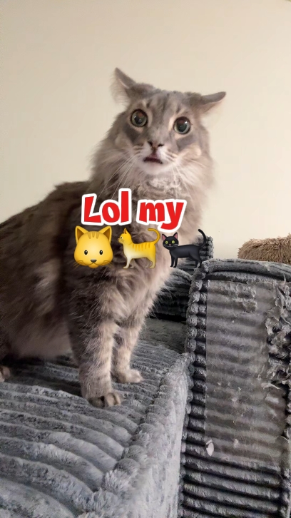 lol kucing saya