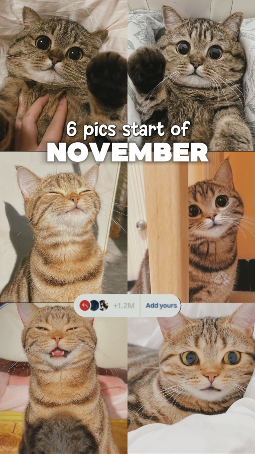 6 FOTOS A PARTIR DE NOV