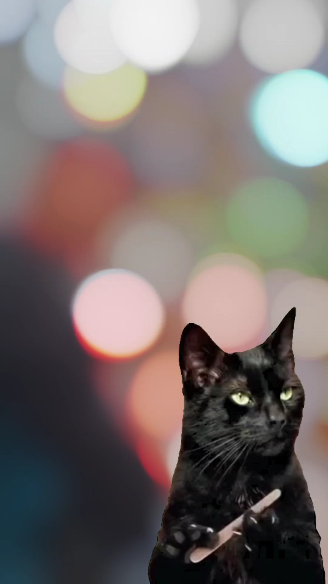 Kucing Hitam Legam