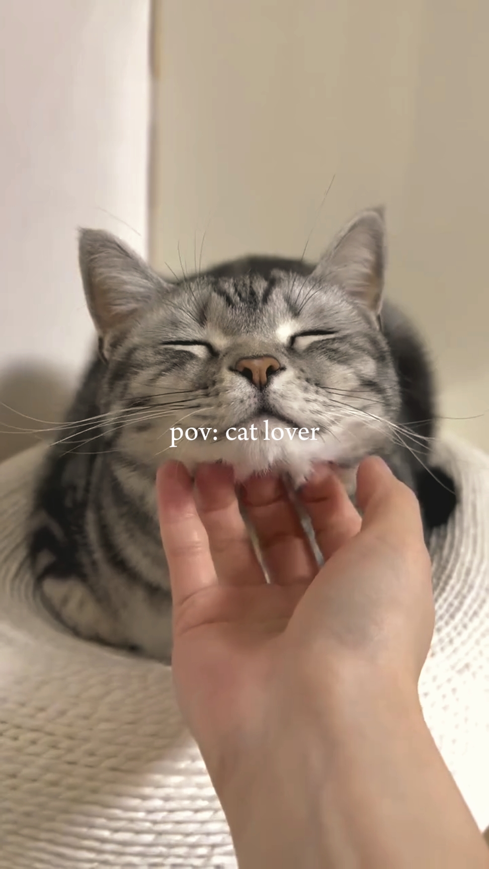 Pov amante de los gatos