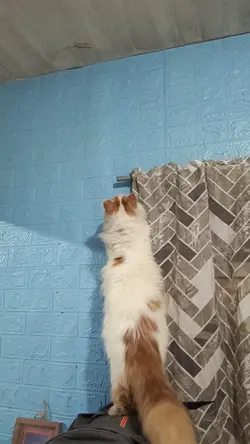 cat template