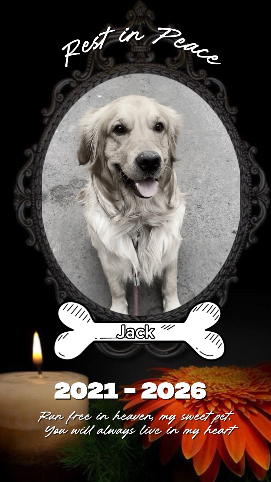 Corra livre no cachorro