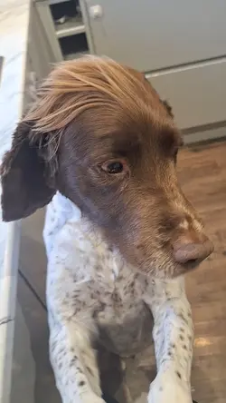 My dog knew