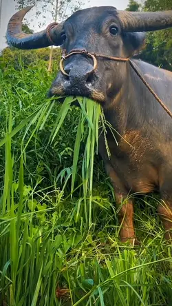kerbau pun heran