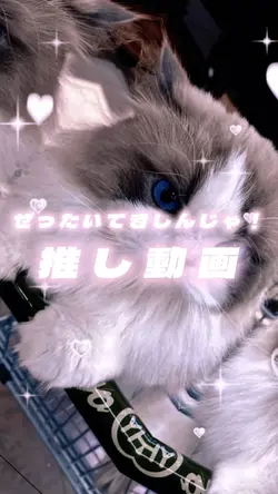 ぜったいてきしんじゃ！