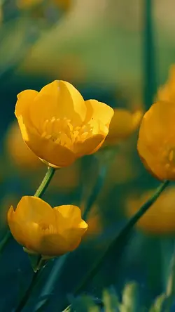 Oro Silenzioso