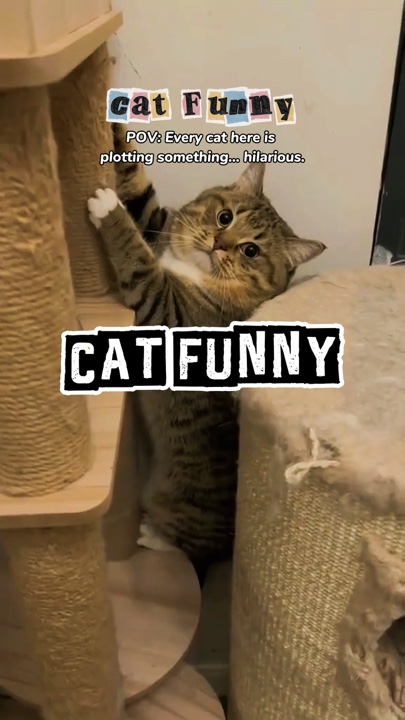 kedi komik