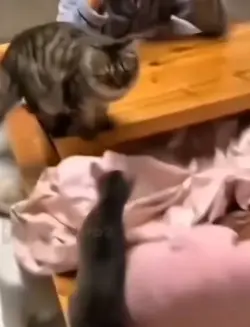 cat