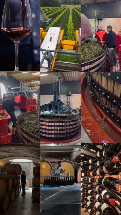 Vino