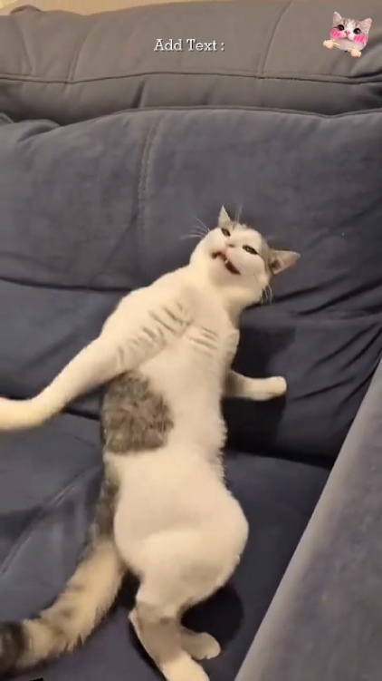 Cute Cat