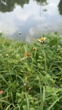 ธรรมชาติ 4 วิดีโอ