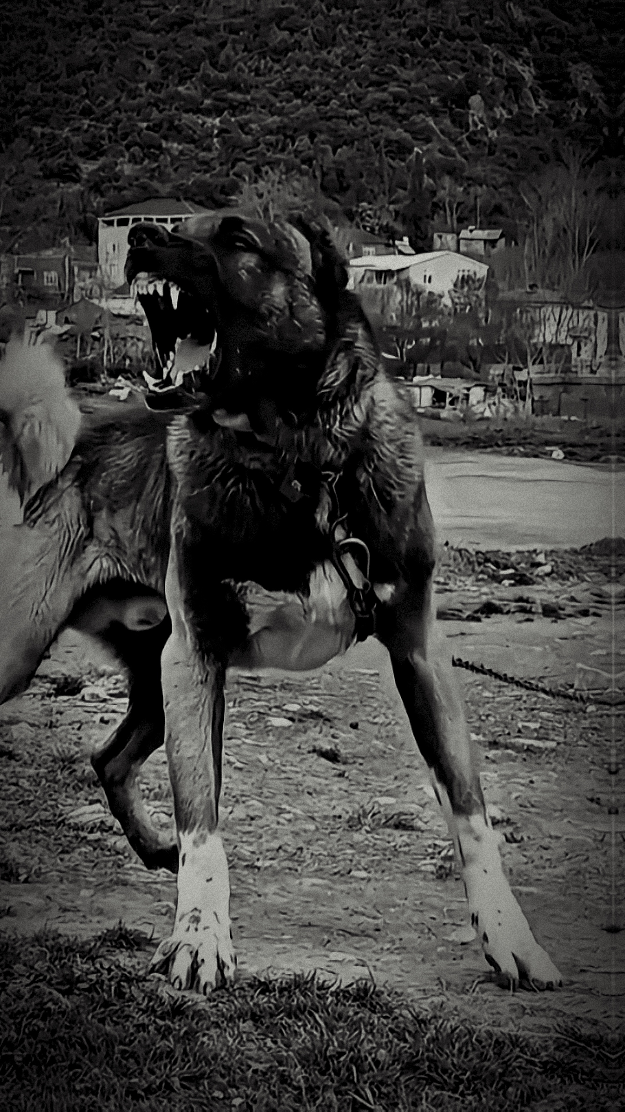 Kangal 🐕 