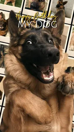 HBD My Dog 