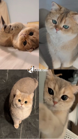 Foto y video del gato