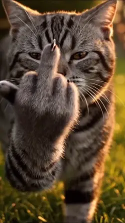 cat finger 