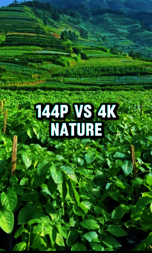 144P vs 4k Natureza 