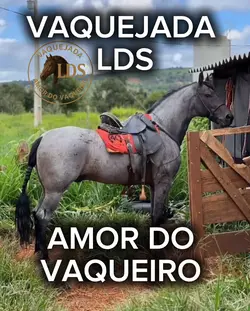 vaquejada 
