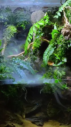 nature paludarium