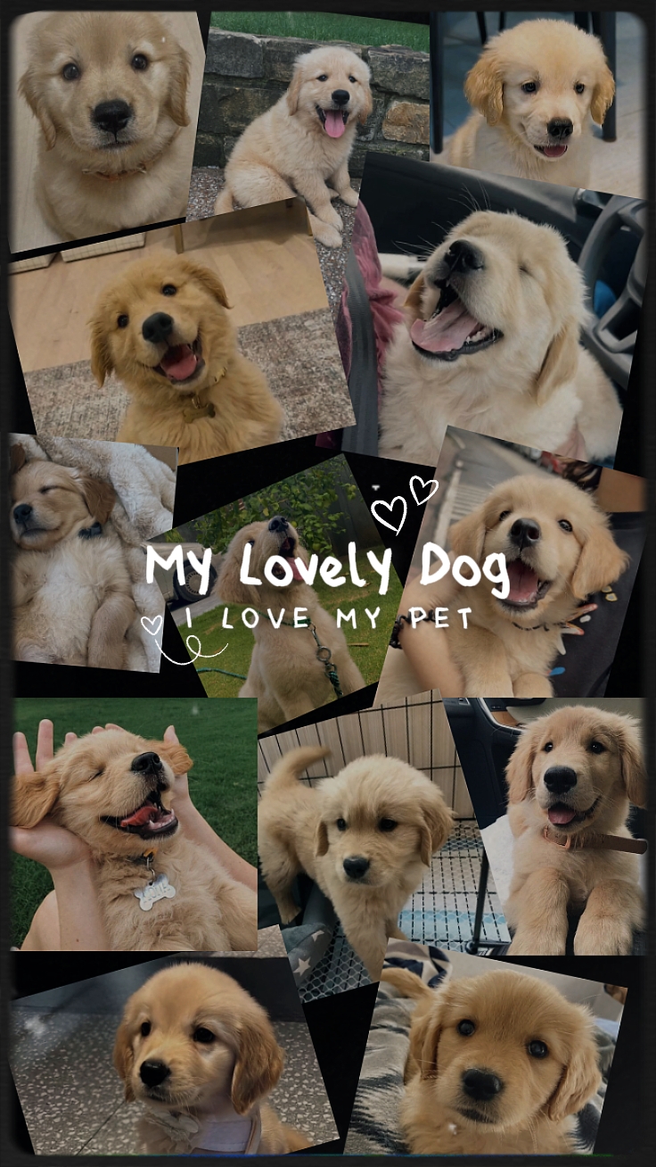 My Lovely Dog