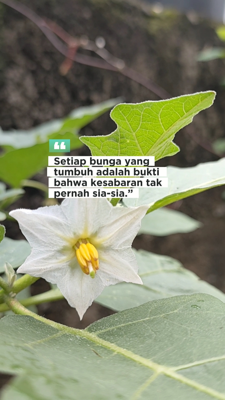 Motivasi Berkebun
