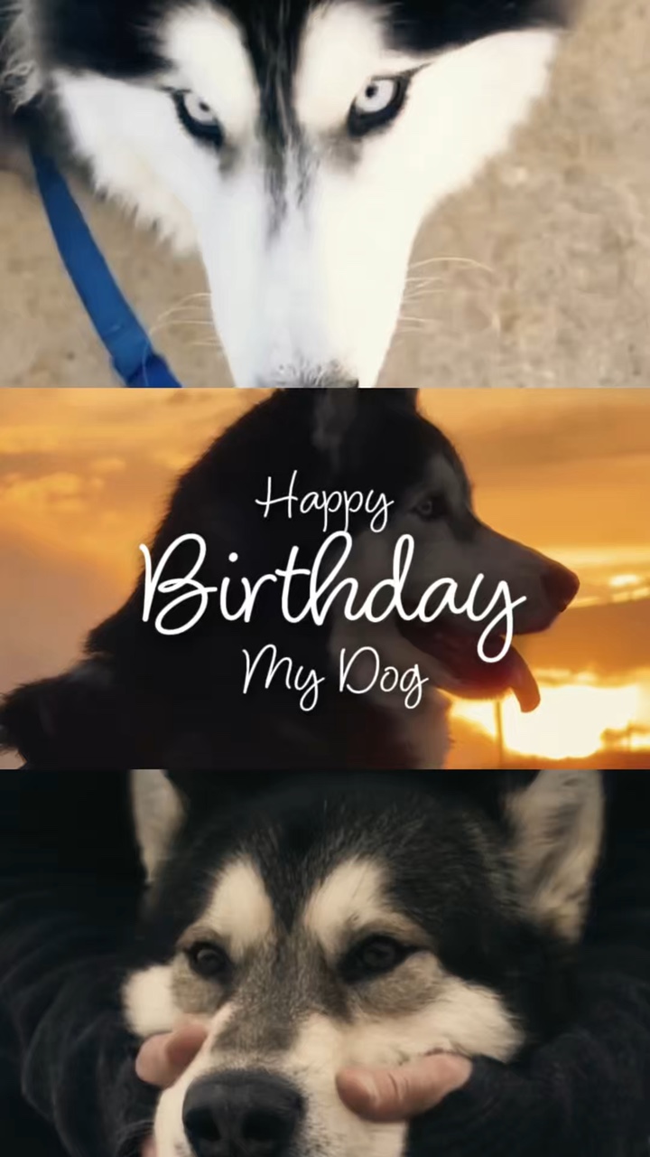 Cachorro de aniversário