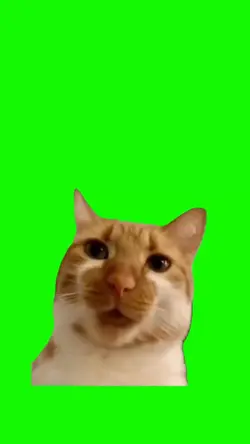 CAT SINGING MEME