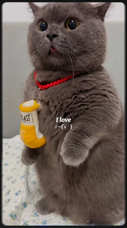 J'aime mon chat
