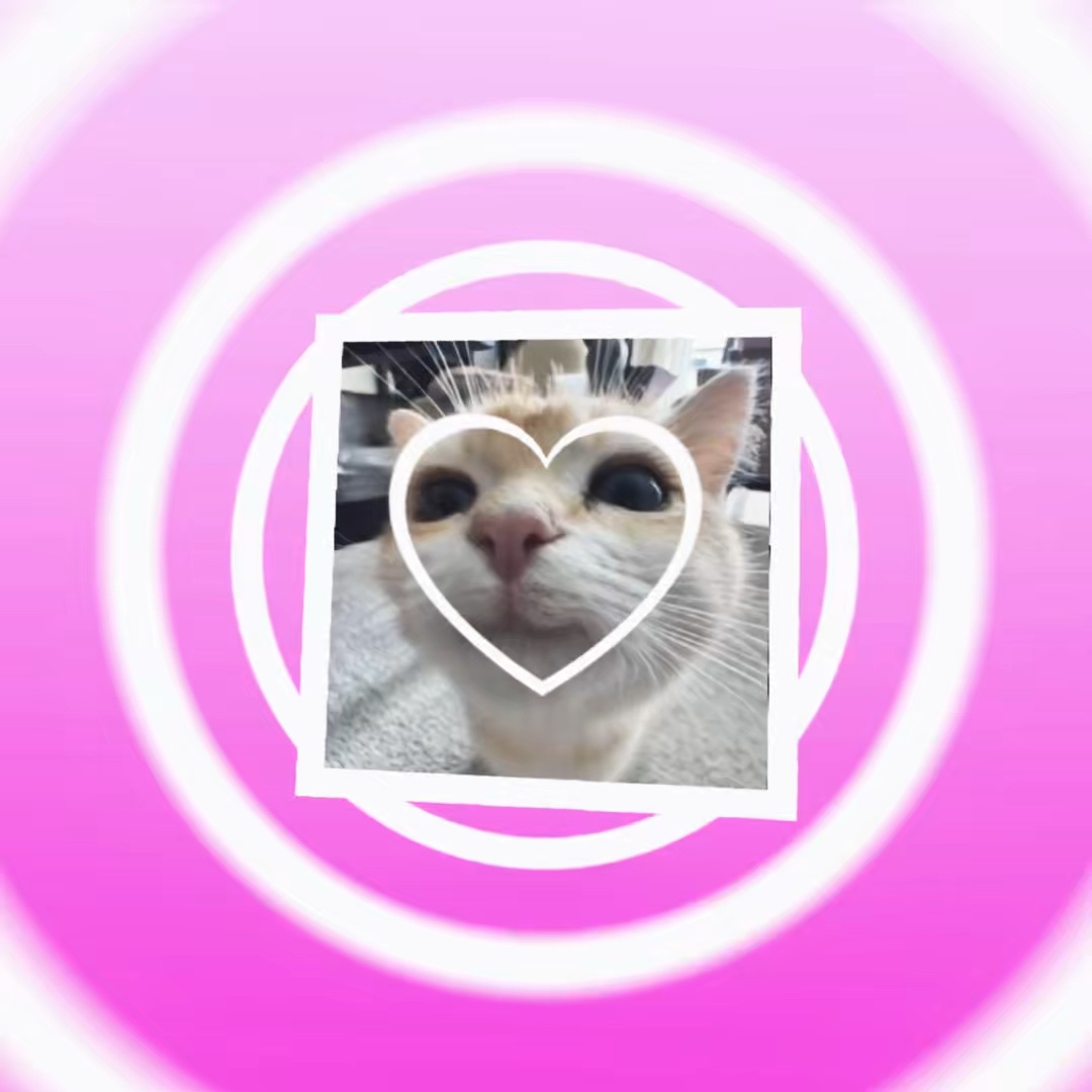 Cat 🐱 