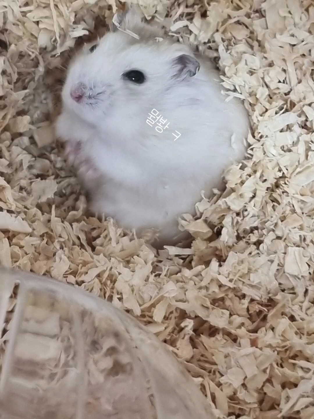 오프닝 나눔 고댓보기