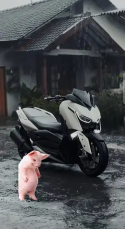 Dancing pig
