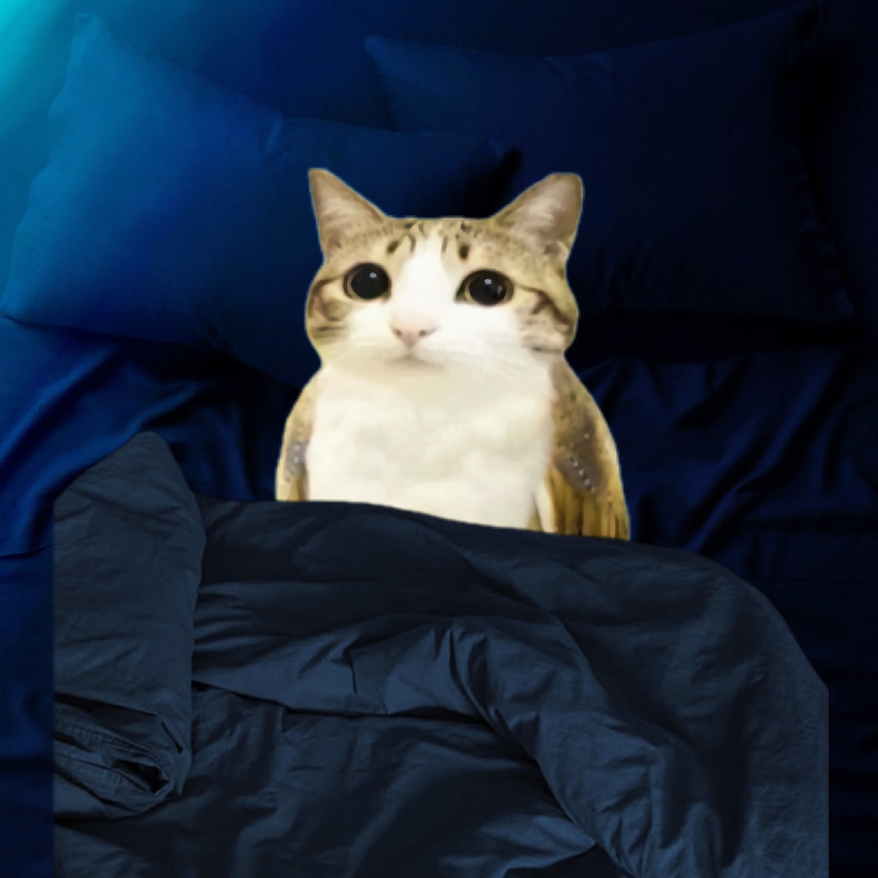 kedi düzenleme