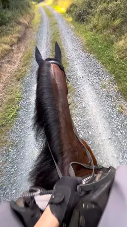 Horse switching😛😛