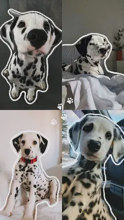 4 photos pet