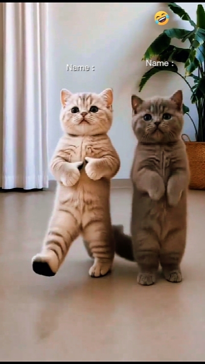 Dans Eden Kedi Trendi