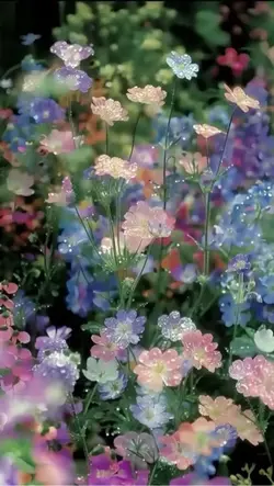 狐涂涂 wallpaper