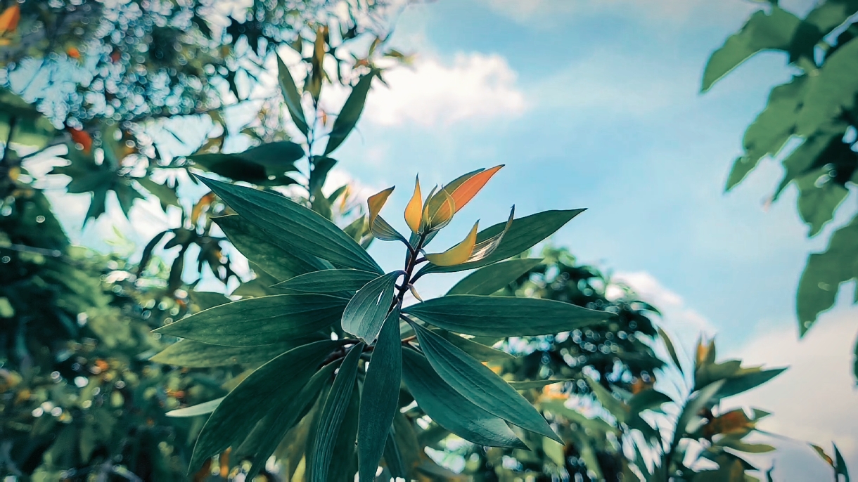 cinematic 