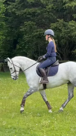 sports horse!