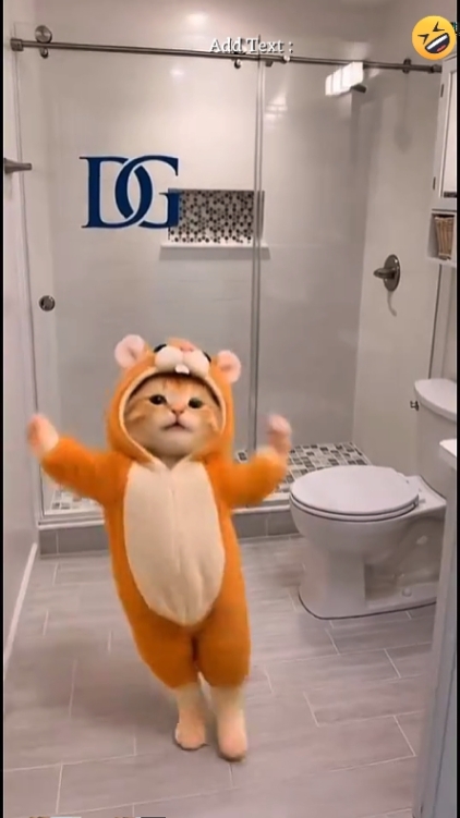 Gato engraçado