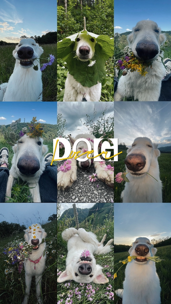 KÖPEK SEVGİSİ